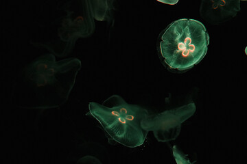 Green jellyfish in the water