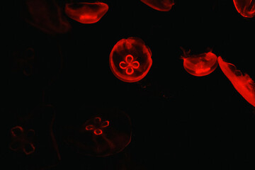 Red jellyfish in the water © Thuy Tien Vo