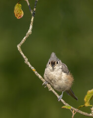 Little Tufted-titmouse on a branch in a woodland in Ontario in September