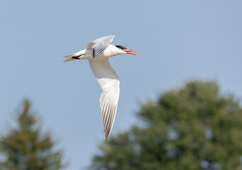 Obraz premium Common Tern seabird flying over treetops with blue sky background in Ontario in late August