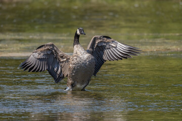 Closeup Canada Goose spreading its wings in the river in Cambridge Ontario
