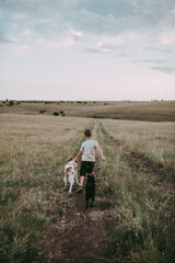 A boy with blond hair moves through a meadow with two dogs of the Epagnol Breton breed, white-red in color and a black Schipper on a background of grass and hills at sunset. Rear view. 