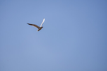seagull in flight