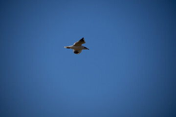 birds in flight