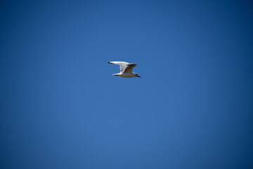 seagull in the sky