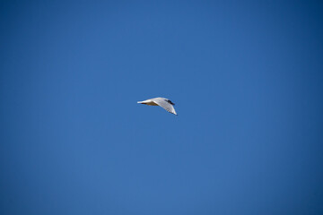 seagull in the sky