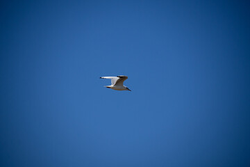 bird in flight