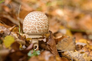 mushroom in the forest