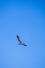 seagull in flight