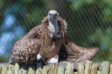 Gyps rueppellii aka Rüppell's Griffon vulture in Zoo Zlin Lesna in Czech republic. Giant bird in...