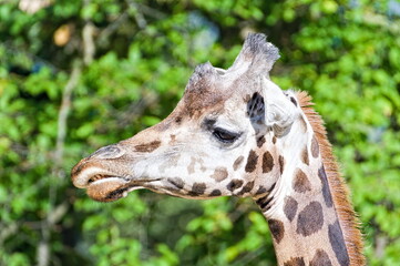 Giraffa camelopardalis rothschildi aka Rothschild's Giraffe. Funny close-up head portrait.
