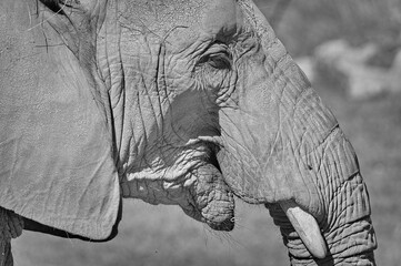 Loxodonta africana aka African bush elephant in ZOO Lesna Zlin in Czech republic. Close-up head portrait. Black and white edit. © czjonyyy