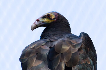 Turkey vulture aka Cathartes aura close-up portrait. Zoo Zlin Lesna in Czech republic.
