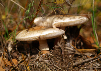 Fall mushroom time. An autumn mushroom season and picking. Young, immature (unripe) poisonous mushrooms. White Fly-agarics (Amanita) macro, close-up. Fabulous (Fairy) world of wildlife