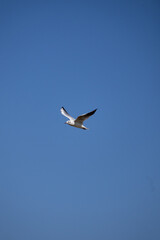 seagull in flight