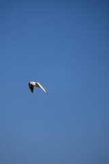 seagull in flight