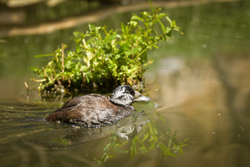 Bird is standing on the branch in zoo. Summer day in zoo.	
