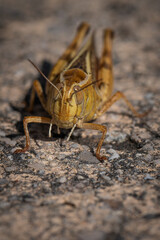 Ochre grasshopper from the front.