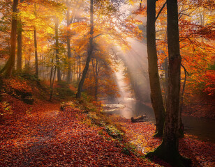 Obraz premium A dense forest in autumn, bathed in warm sunlight filtering through golden and red-leaved trees