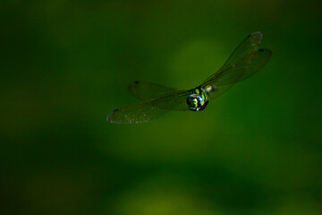 Blaugrüne Mosaikjungfer // Southern hawker, blue hawker (Aeshna cyanea)
