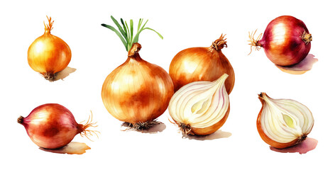 Set of watercolor illustrations of onion isolated on a transparent background. Botanical images of vegetables for design, card, poster, textile, menu, book, sticker, packing, print, label.