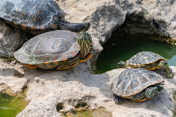 red-eared turtle basking in the sun