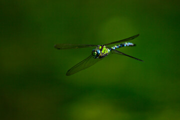 Blaugrüne Mosaikjungfer // Southern hawker, blue hawker (Aeshna cyanea)