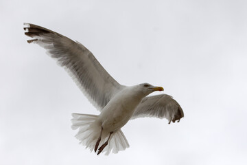 A white seagull flies in the sky, close up.