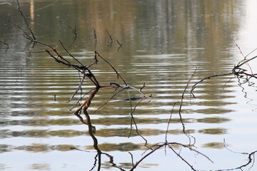 Gerris lacustris (common pond skater) standing on water, Czech republic
