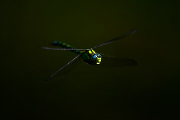Blaugrüne Mosaikjungfer // Southern hawker, blue hawker (Aeshna cyanea)