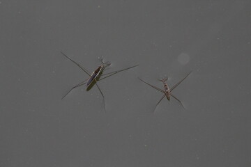 Gerris lacustris (common pond skater) standing on water, Czech republic
