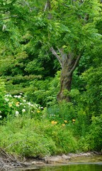 Green leafy river bank with wildflowers and tree in summer
