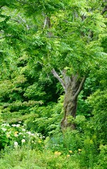 Fototapeta premium Interesting tree in a green meadow