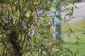 Willow tree branches and leaves texture background. Willow background
