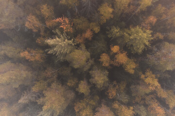 A forest with trees in various stages of fall