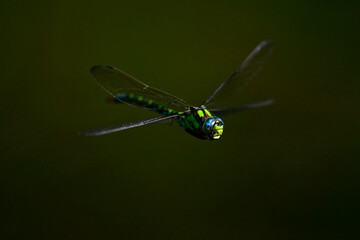 Southern hawker, blue hawker // Blaugrüne Mosaikjungfer (Aeshna cyanea)