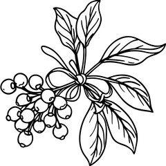 A bundle of mistletoe leaves and berries, tied with a small bow line art vector (1)