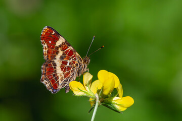 map butterfly feeding on flower, European Map, Araschnia levana