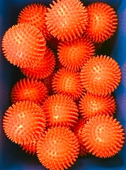 A blue box contains a collection of spiked orange balls