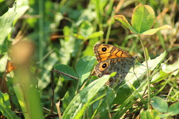 close-up of a Wall brown butterfly (Lasiommata megera) in a meadow, Czech republic
