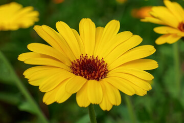 Flower. Calendula. A flowering plant. Yellow flower close-up.
