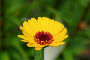 Flower. Calendula. A flowering plant. Yellow flower close-up. Nature.