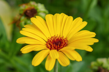 Flower. Calendula. A flowering plant. Yellow flower close-up.