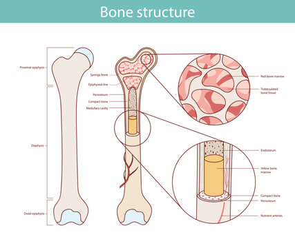 Vector medical education bone structure drawn in cartoon style.