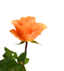 Orange rose isolated on white background