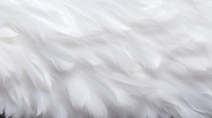 Obraz premium Serene closeup of white feathers symbolizing peace, spirituality, and hope for faith and religion