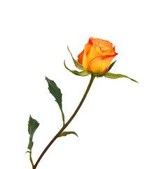 Orange rose isolated on white background
