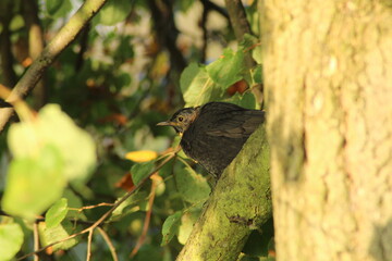 Young blackbird bird sits on a branch against green background. Little songbird. Thrush. City birds. Eurasian blackbird aka The common blackbird or Turdus merula. Young baby Blackbird
