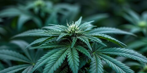 Lush cannabis plants showcasing vibrant green leaves in a thriving indoor garden setting