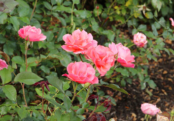 Fototapeta premium unch of rosy roses isolated in the garden